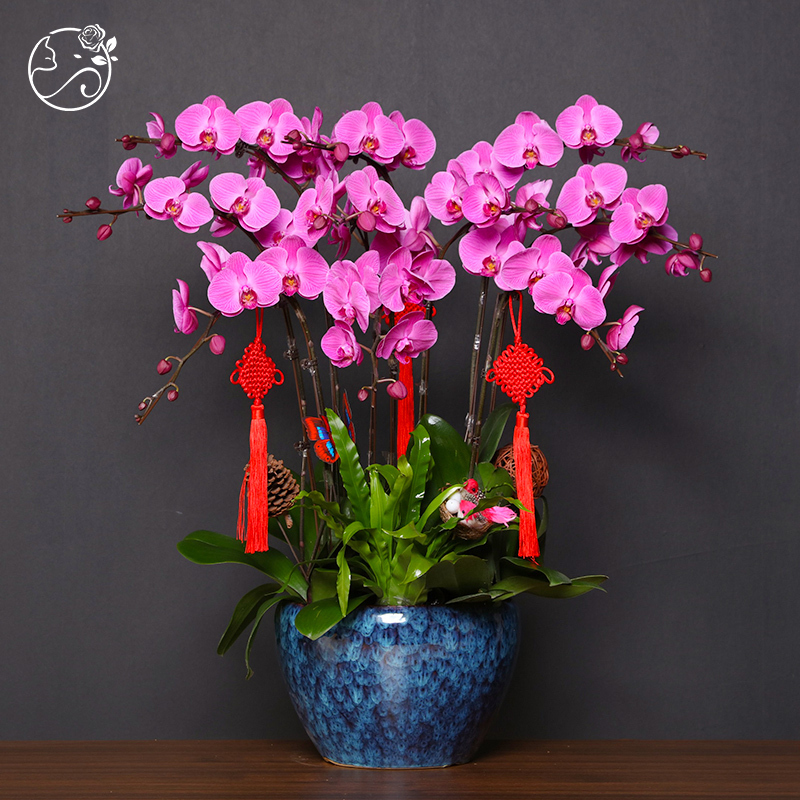 『葵恩』≡兰中皇后≡【蝴蝶兰盆栽】