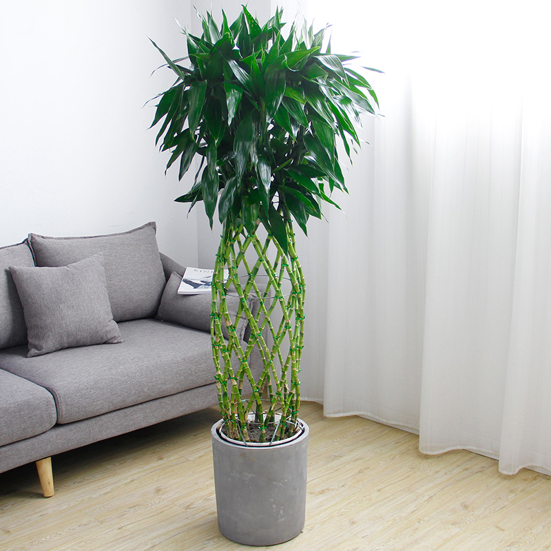 『葵恩』≡富贵竹笼≡【室内植物】