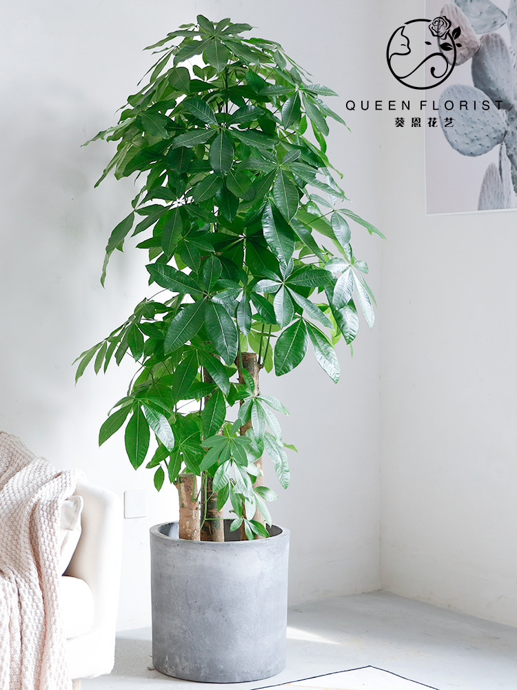 『葵恩』≡发财树≡【室内植物】