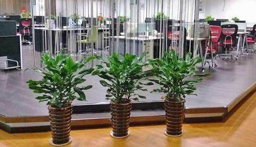 <span>植物租赁</span>